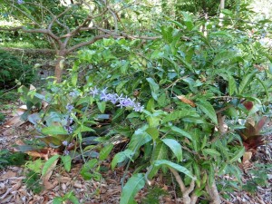 A nice Petrea Volubilis!        
